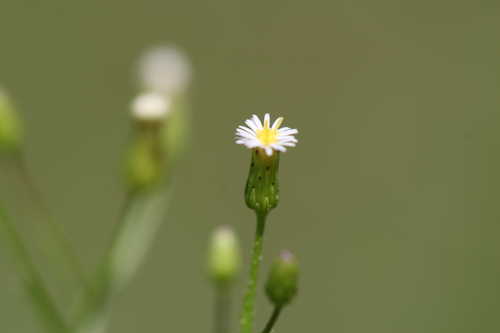 Conyza canadensis #6